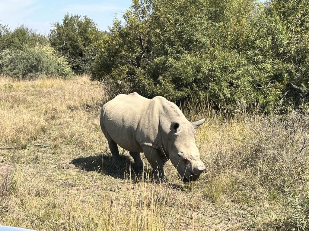 Rhino in South Africa