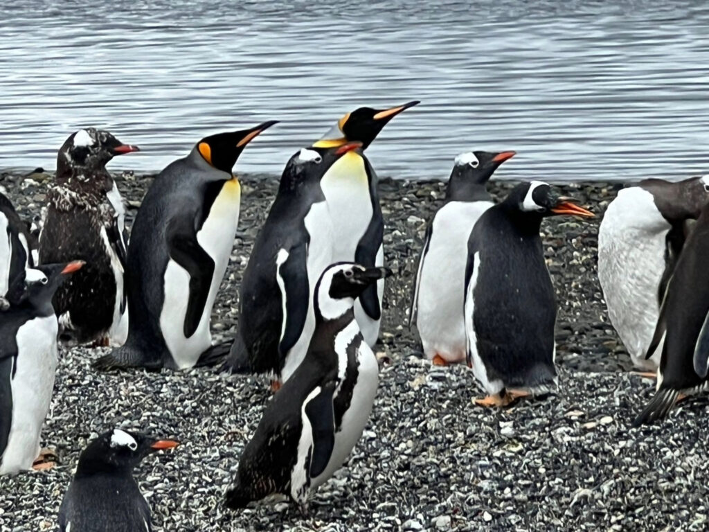 Penguins in Ushuaia