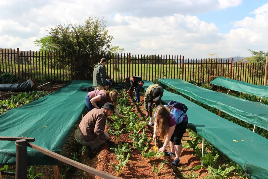 Students planting. A group of people engaging in organic gardening, bending over vegetable beds covered with green shade nets, participating in a hands-on sustainable farming workshop on a sunny day.