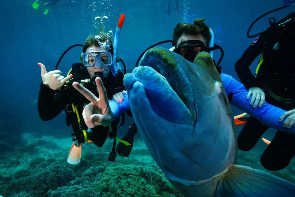 Scuba divers underwater with a friendly blue wrasse fish in the Great Barrier Reef, Australia. A male and female diver posing with peace signs and hand gestures, showcasing vibrant coral reefs and marine life adventure.